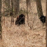 Zoek de twee Newfy's.