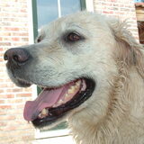 Lieve Mikey mijn lekkere waterrat