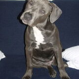 Lieve Macy