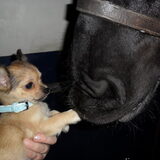 Puk gaat vaak mee naar stal en is gek op de grote Friese paarden:)