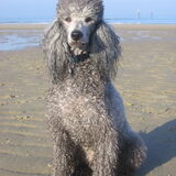 Abel DogWalkTrail Fundag Zeeland 20-11-2011