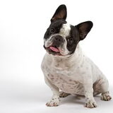 Onze Spikey tijdens een fotoshoot