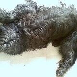 briard