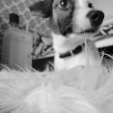 ma doggy