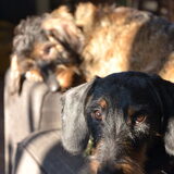 Foto van Pepijn & Otis