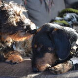 Foto van Pepijn & Otis