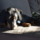 Foto van Pepijn & Otis