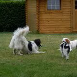 femke,emma en trix(andere hond)