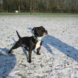 Foto van Djairo