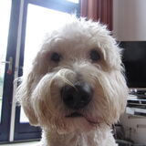 Foto van Dewi & de doodles