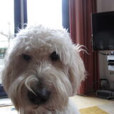 Foto van Dewi & de doodles