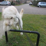 Foto van Dewi & de doodles