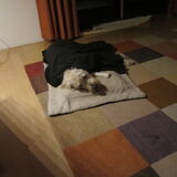 Foto van Dewi & de doodles
