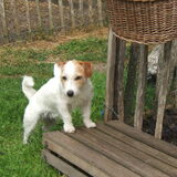 Dit is onze Sofietje Een ruwharig jack russel teefje van 8 jaar. Ze is…