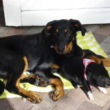 Dit is onze Bruce Een Beauceron van 2 jaar. We hebben hem opgevangen…