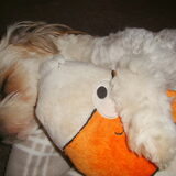 Sammy slapen *lief*