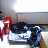 Met oppashond Linda