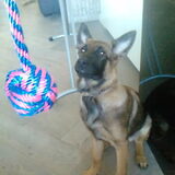 Hier onze Charlie, een kruising tussen een Duitse Herder en een…