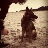Charlie 7 maanden en kan al goed los lopen!