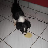 Oeps, mijn eerste plasje& meteen in huis:O :P