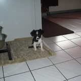 Foto van **The more I know about people, the more I love dogs**