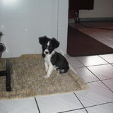 Foto van **The more I know about people, the more I love dogs**