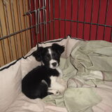 Foto van **The more I know about people, the more I love dogs**