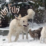 Foto van Hetty & Skipper