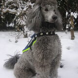 Abel in de sneeuw februari 2012