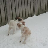 Spelen