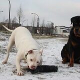 Foto van Boots , Ado( R.I.P.)  Lady en Tukker