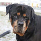 Foto van Boots , Ado( R.I.P.)  Lady en Tukker