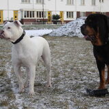 Foto van Boots , Ado( R.I.P.)  Lady en Tukker
