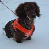 lekker in de sneeuw yuki