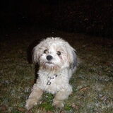 Dempsey's eerste sneeuw :D