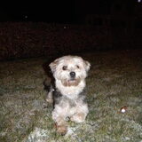 Taiko's eerste sneeuw bij mij :D