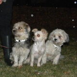 Taiko, Romi en Dempsey