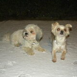 Dempsey en Romi