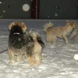 Foto van Melissa, Dempsey, Taiko, Minos & *Nina*