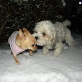 Roula en Dempsey