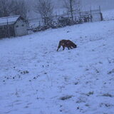 speuren in de sneeuw