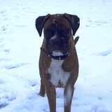 Foto van Ziva †, Bullie †, en Bandhu