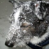 onder de sneeuw