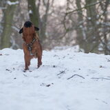 Wolvengehuil