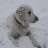 Zoek de hond!