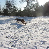 Foto van liesbeth,Turbo,Luna, Levi en Faith