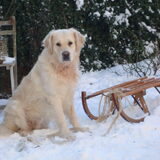 Foto van Lotte&Guus de Golden*