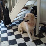 Foto van Lotte&Guus de Golden*