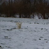 05-02-2012 En daar komt m,n allessie, het is net dombo het olifantje…