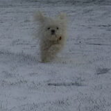 05-02-2012 Lekker he vrouwtje in de sneeuw, vrouwtje denkt brrrr…